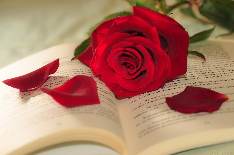 Rose-petals-book-157.jpg