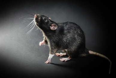 Animal-gray-rat-closeup.jpeg