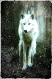 Q wolf2.jpg