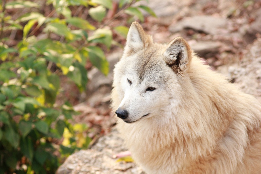 Tibetan-Wolf-Image-1-.jpg