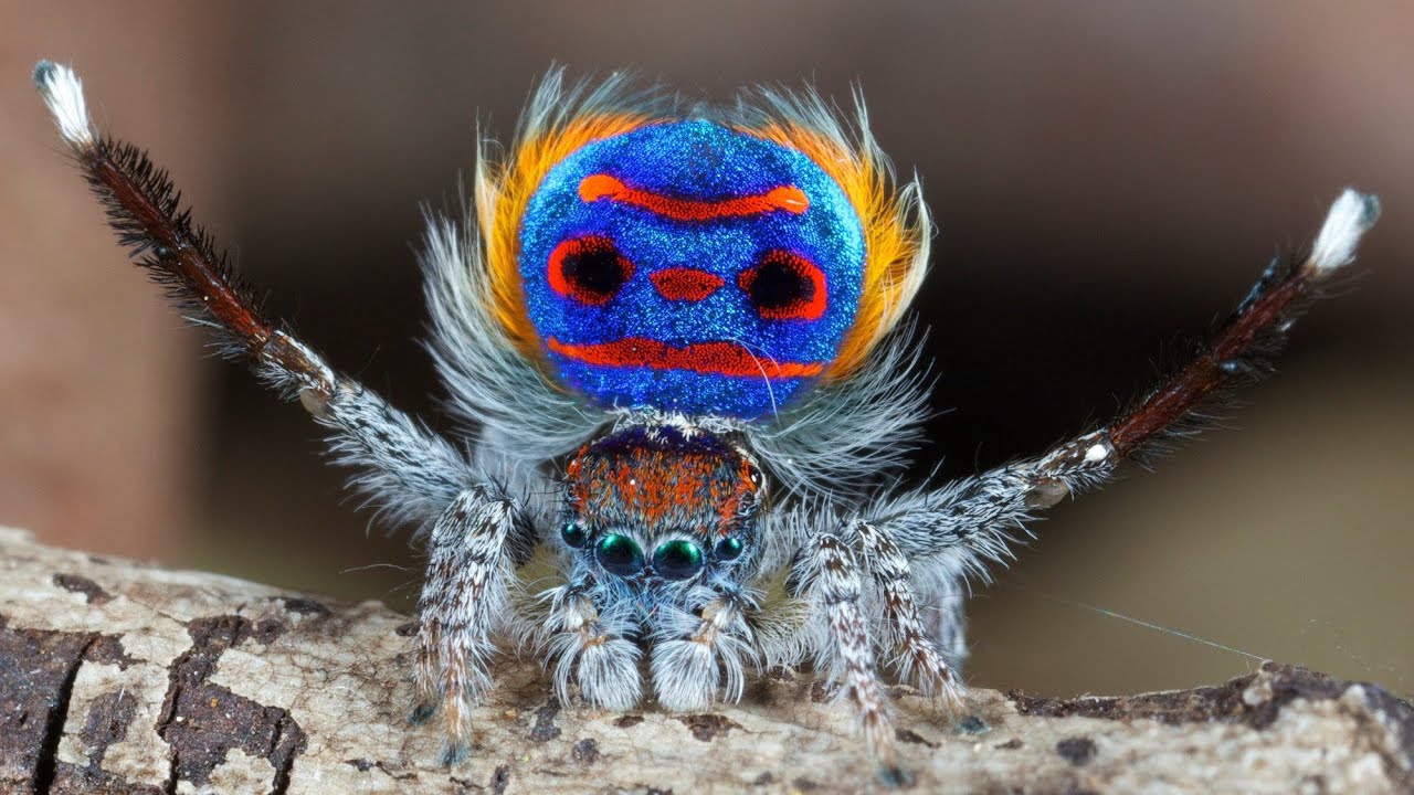 Peacock Spider 1.jpeg