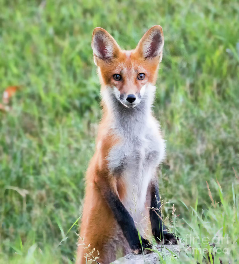 American-red-fox.jpg