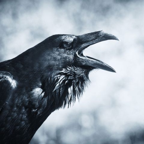 Thaddeus Raven.jpg