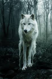 Q wolf.jpg