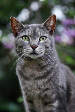 Gray-tabby-cat-portrait-amy-jackson.jpg