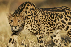 King Cheetah.png