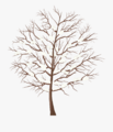 Winter Tree.png