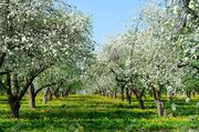 1200px-70813633-blossoming-apple-orchard-may-spring-landscape.jpg