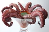Octopus TopB.jpg