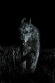 Devlin Wolfhound.jpg