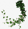 Ivy curl image.png