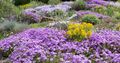 Best-Flowering-Ground-Covers-FB.jpg