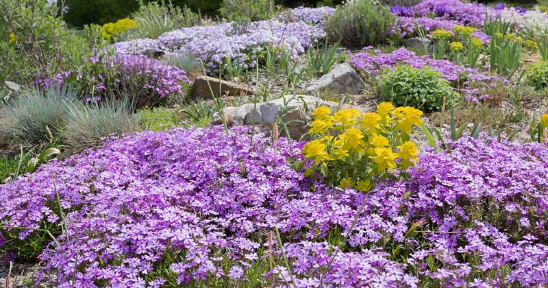 Best-Flowering-Ground-Covers-FB.jpg