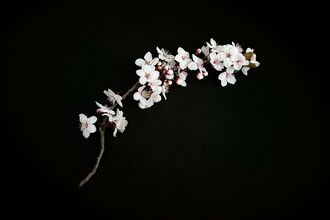 Cherry blossom 2.jpg