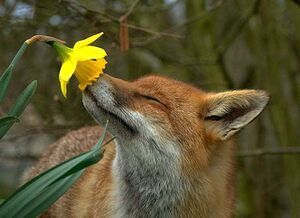 Khloe Fox.jpg