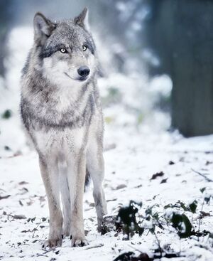 Kiera Wolf.jpg