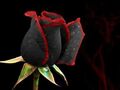 156818-Black-Red-Rose.jpg