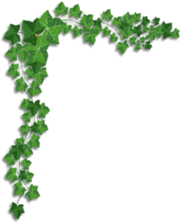 Ivy-corner-designs-png-16 Right.png