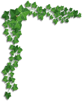 Ivy-corner-designs-png-16 Right.png