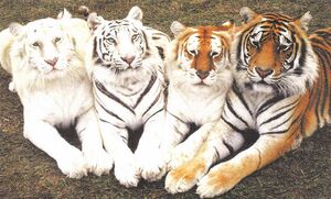 Tiger Pack.jpg