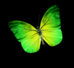 Green Butterfly CtD Virtual.png