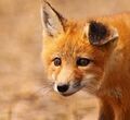 Foxy (2).jpg